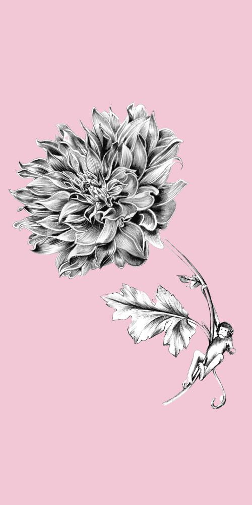 pourquoi le singe au dahlia