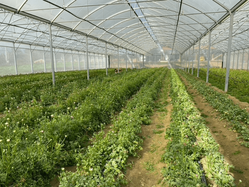 partenaires du singe au dahlia fleuriste toulouse